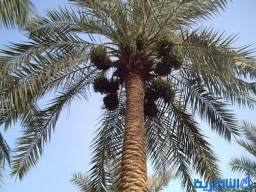 الجمعيات الفلاحية في ذي قار تطالب بدعم وتأهيل بساتين النخيل