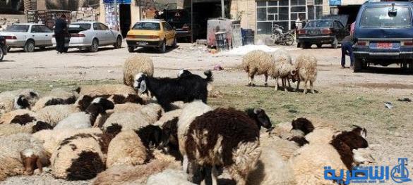  البيئة تقاضي علوة اغنام الناصرية لمزاولتها العمل رغم اغلاقها بامر وزاري