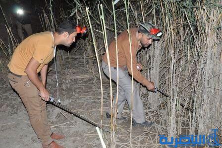 متطوعون يتمكنون من قتل واصطياد 370 أفعى قاتلة في ناحية سيد دخيل جنوب الناصرية