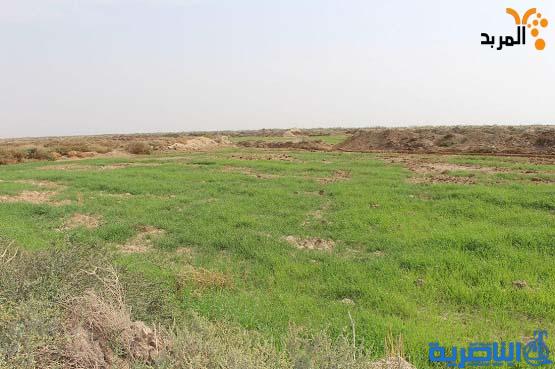 زراعة ذي قار تتوقع إبقاء مساحات كبيرة خارج الخطة الزراعية