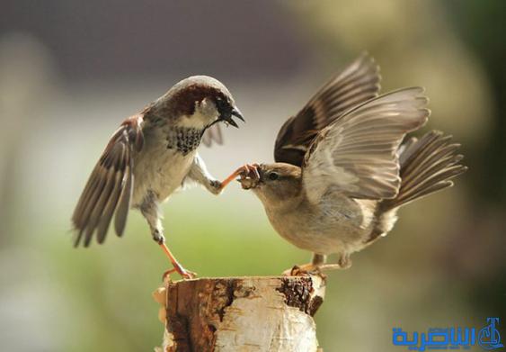 غرائب الصور ” صور غريبة “