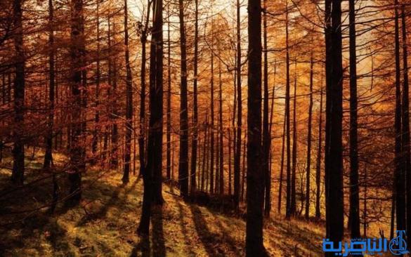 أغرب وأجمل 20 شجرة حول العالم