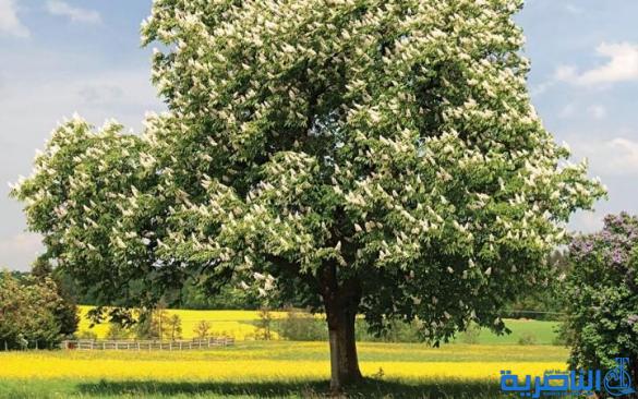 أغرب وأجمل 20 شجرة حول العالم