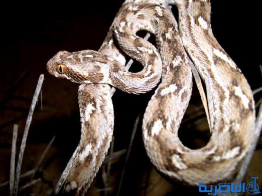  تسجيل تسع اصابات جديدة بلدغة افعى سيد دخيل في ذي قار