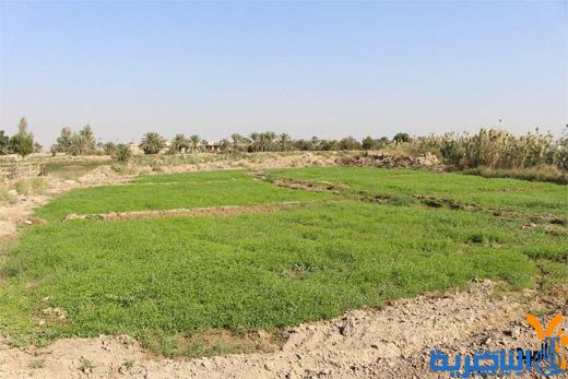   ذي قار تطالب بدعم تنفيذ خطتها الزراعية الصيفية