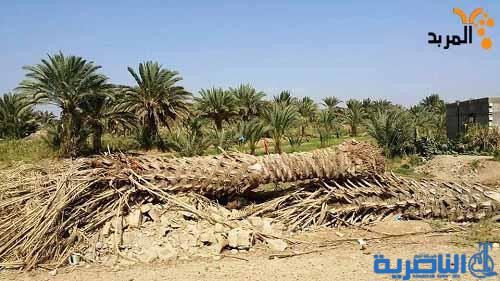  ذي قار: دعوة للحكومة الاتحادية للحد من ظاهرة تجريف البساتين