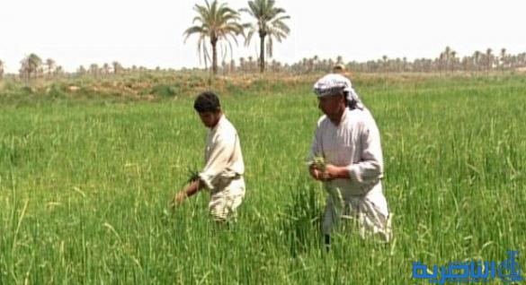 الجمعيات الفلاحية : قروض المبادرة الزراعية لم تشمل سوى 3% من فلاحي ذي قار 