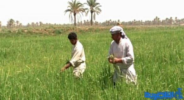 ذي قار تكشف عن استفادة ٢٪ فقط من المزراعين من قروض المبادرة الزراعية
