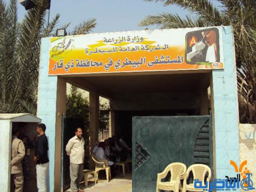  تلقيح 297 الف راس من الاغنام والأبقار في ذي قار