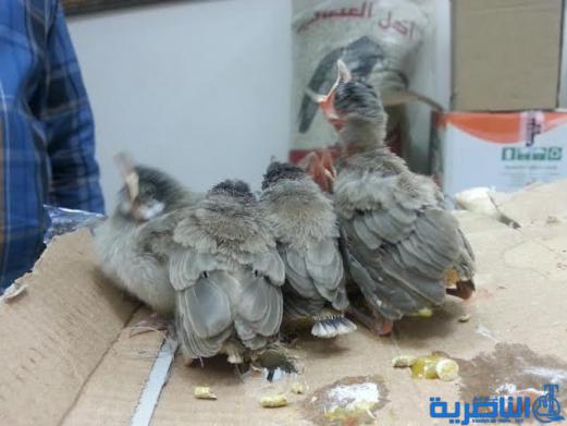 بالصور : ريف الشطرة يشهد ابشع عمليات التهريب لصاحب الخد الأبيض