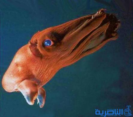 10 مخلوقات بحرية تزيد من غموض المحيطات