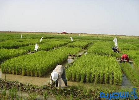 بغداد تقر الخطة الزراعية لمحافظة ذي قار بعد تقليصها بنسبة 12%