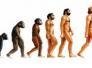 نظرية التطور ( Theory of Evolution ) عند دارون في كتابه ( أصل الإنسان )/الحسن علي الرفاعي نظرية التطور ( Theory of Evolution ) عند دارون في كتابه ( أصل الإنسان )/الحسن علي الرفاعي