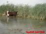 توصيات ورشة عمل البيطرة