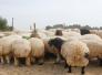 اسعار المواشي والمواد الغذائية تسجل ارتفاعا بنينوى واسطوانة الغاز وصلت لـ40 الف دينار