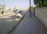مدارس الحمير في الشطرة ( صورة )