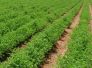 الامم المتحدة تخصص سبعة ملايين دولار لتمويل مشاريع زراعية في ذي قار الامم المتحدة تخصص سبعة ملايين دولار لتمويل مشاريع زراعية في ذي قار