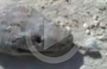 مقطع فيديوي لافعى سيد دخيل