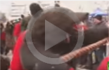 في رومانيا.. يلبسون جلود دببة عشية عيد رأس السنة (فيديو)